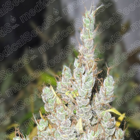 Medical Seeds - 2046