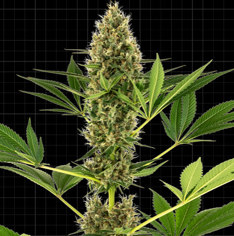 Sensi Seeds Research - Sensi #219 Auto  (Kush x Hindu Kush Auto)