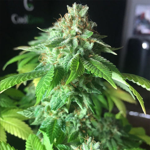 BSB Genetics - 24K Tangie