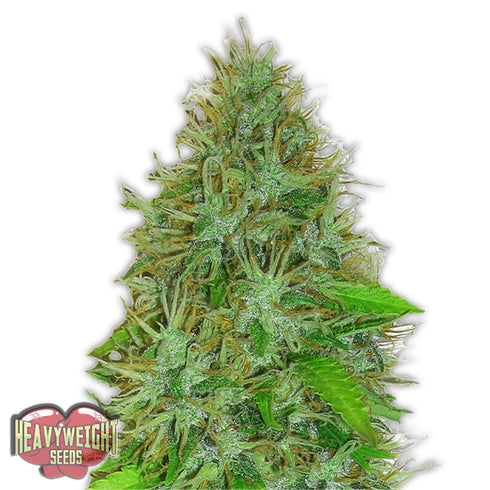 Heavyweight Seeds - 2 Fast 2 Vast Auto