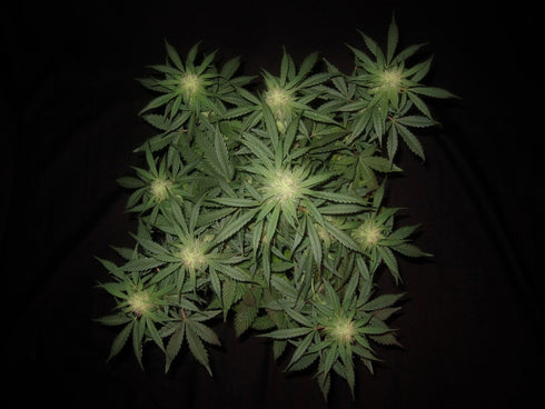 Mephisto Genetics - 3 Bears OG Auto