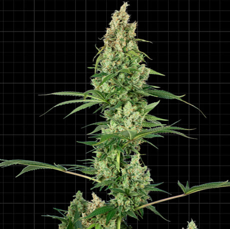 Sensi Seeds Research - Sensi #32  (Silver Haze x Fire OG)