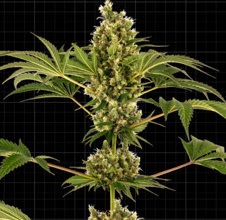Sensi Seeds Research - Sensi #34 CBD Auto  (Sensi Auto CBD)