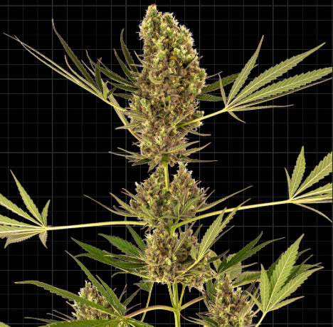 Sensi Seeds Research - Sensi #41 CBD Auto  (Swiss Dream x Skunk #1 Auto)