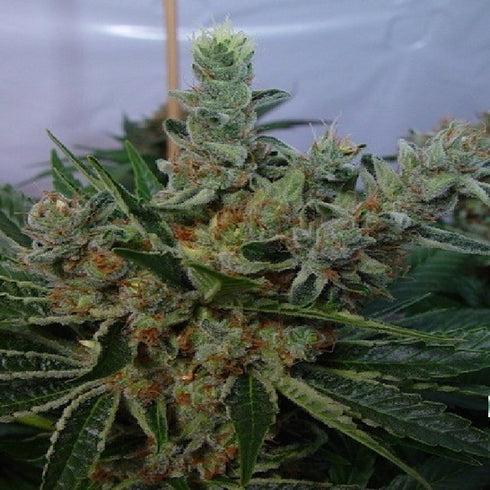 Soma Seeds - White Willow