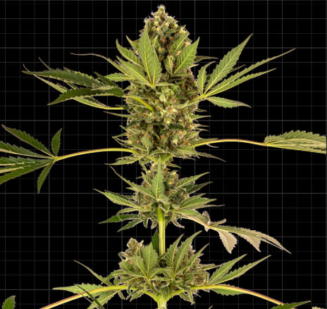 Sensi Seeds Research - Sensi #49 CBD  (Kush x Hindu Kush CBD)