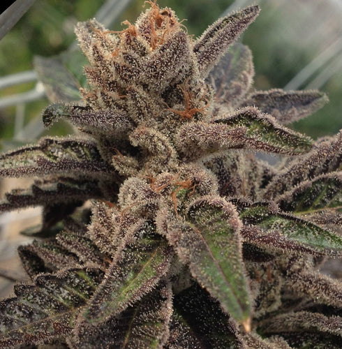 Rare Dankness - 501st. OG