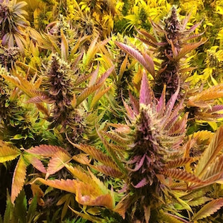 BlimBurn Seeds - Chocolopez