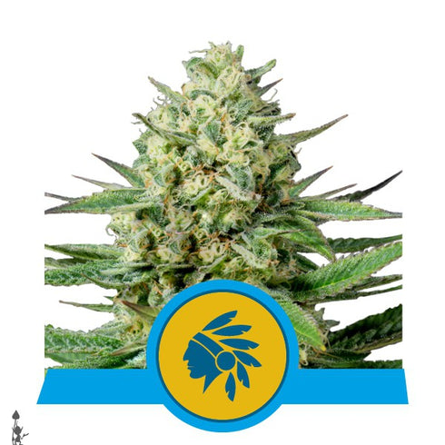 Royal Queen Seeds - Tatanka Pure CBD