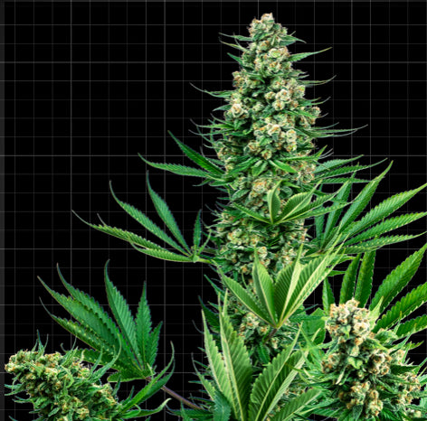 Sensi Seeds Research - Sensi #741  (Sour Diesel x Afghani)