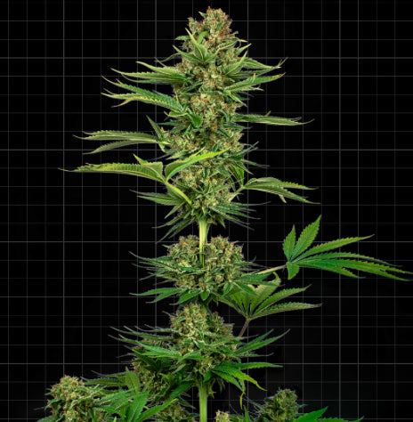 Sensi Seeds Research - Sensi #743 CBD  (Black Domina CBD)
