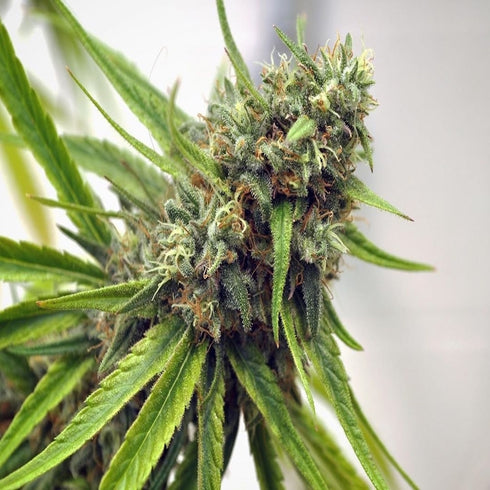 Cannabiogen - Michoacan Cream