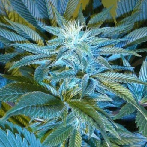 Cannabiogen - Bubba Delight