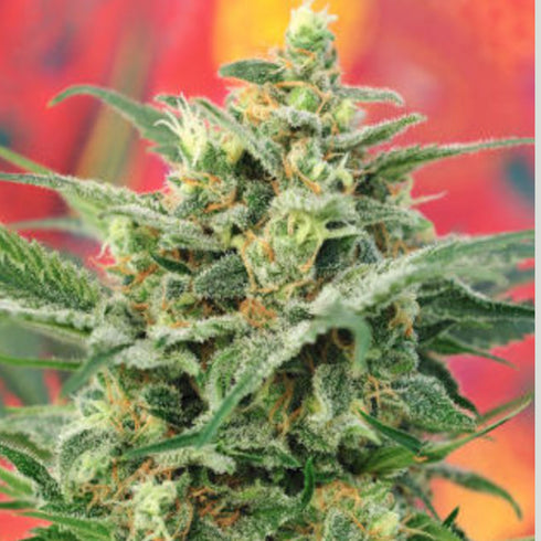 Mandala Seeds - 8 Miles High