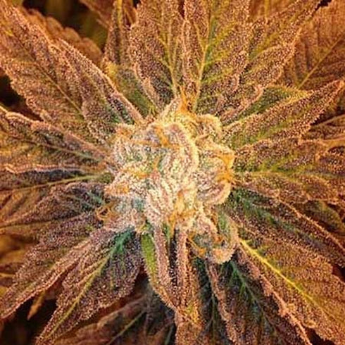 Subcool Seeds/TGA Genetics - 9 Pound Hammer