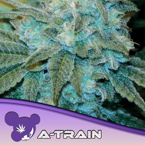 Anesia Seeds - A-Train