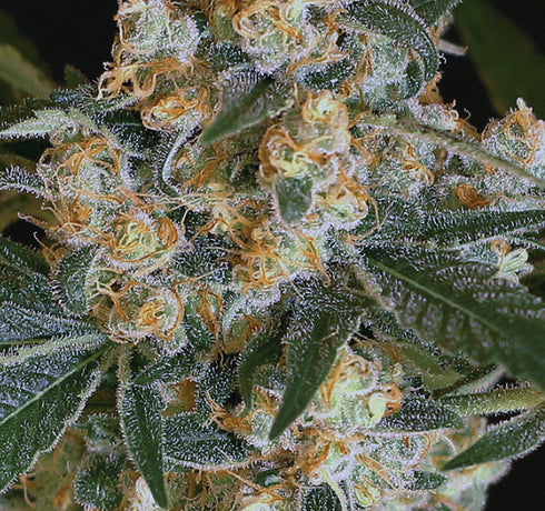 Exotic Seeds - Triple A (AAA) Auto