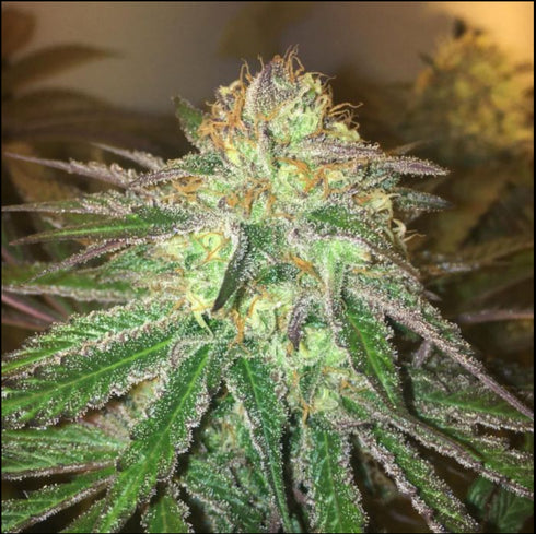 Mamiko Seeds - Accord