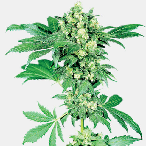 Sensi Seeds - Afghani #1