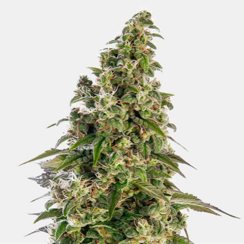 Sensi Seeds - Afghani #1 Auto