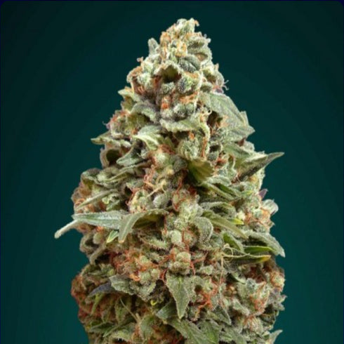 Advanced Seeds - Afghan Skunk