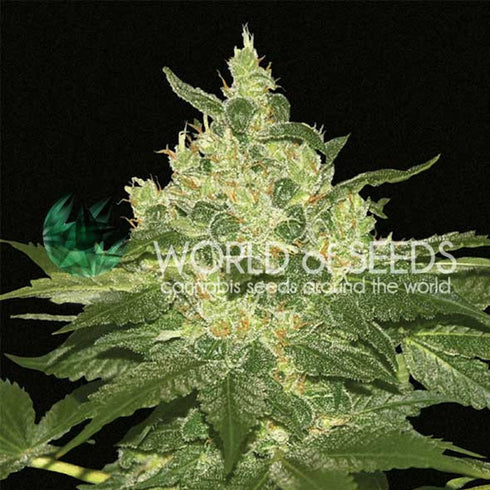 World of Seeds - Afghan Kush
