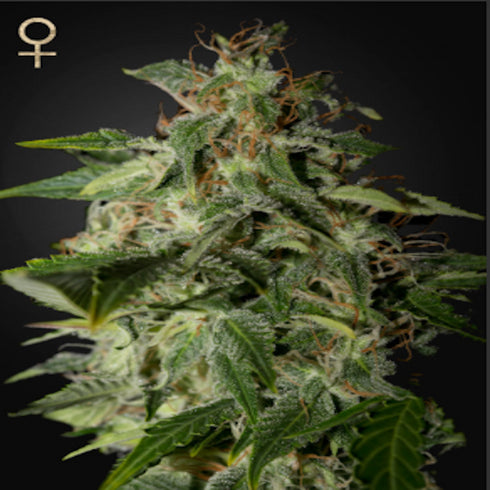 Strain Hunters - Afgooey