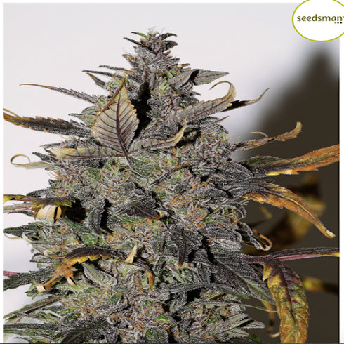 Seedsman - African Buzz