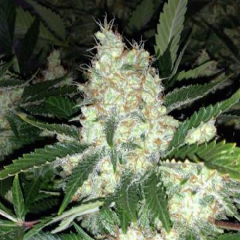 Phoenix Seeds - AK27 Express Auto