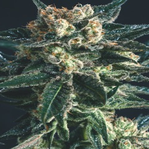 Super CBDx - AK47 x SCBDX