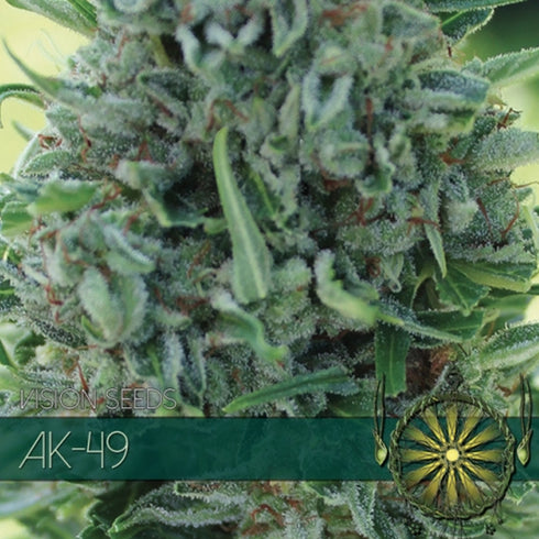 Vision Seeds - AK - 49