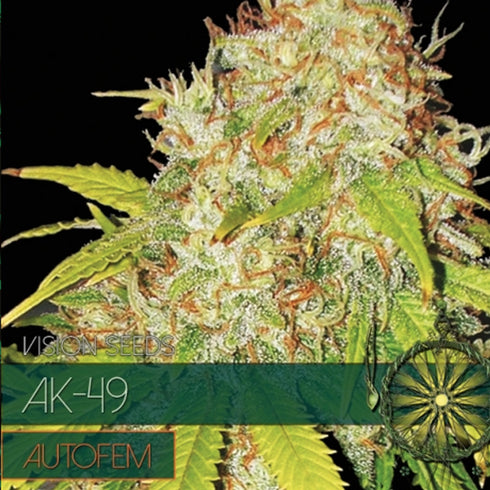 Vision Seeds - AK - 49 Auto