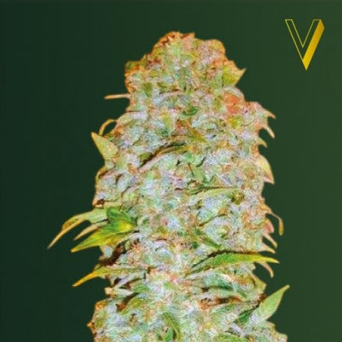 Victory Seeds - AK - 77V Auto