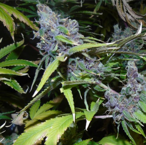 Dr Underground - American Beauty