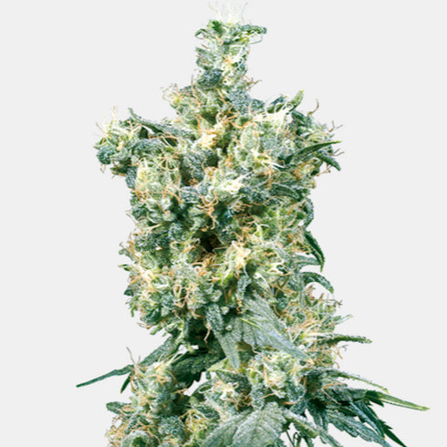 Sensi Seeds - American Dream