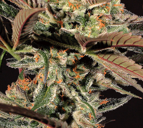 Exotic Seeds - Amnesia #7