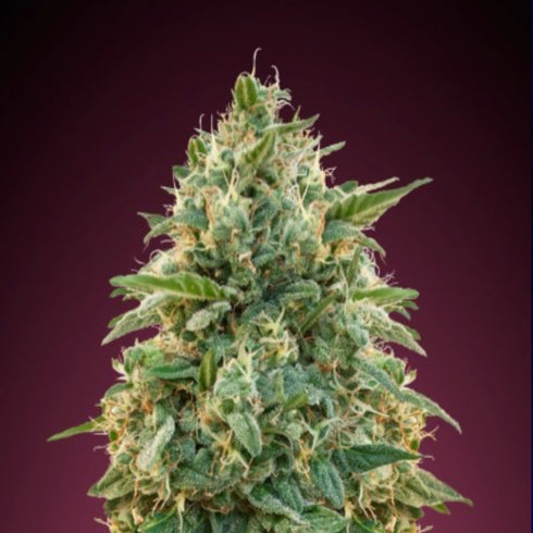 Advanced Seeds - Amnesia