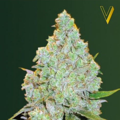 Victory Seeds - Amnesia Haze Auto