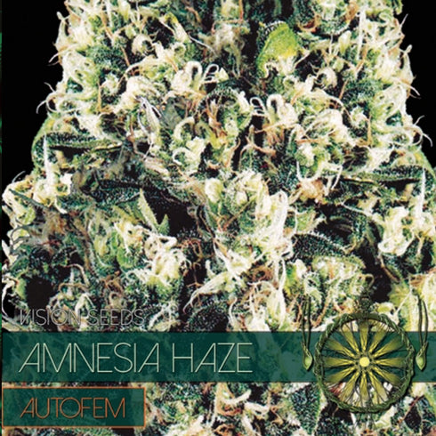 Vision Seeds - Amnesia Haze Auto