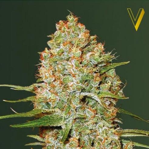 Victory Seeds - Amnesium Auto
