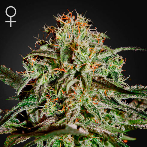 Greenhouse Seed Co. - A.M.S.