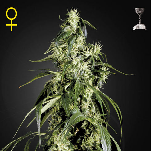 Greenhouse Seed Co. - Arjan's Haze #1