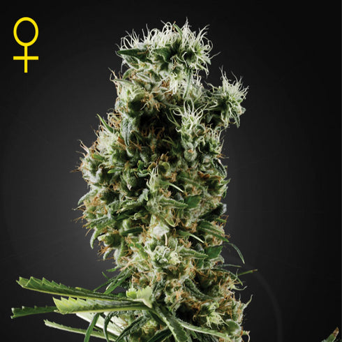 Greenhouse Seed Co. - Arjan's Haze #2