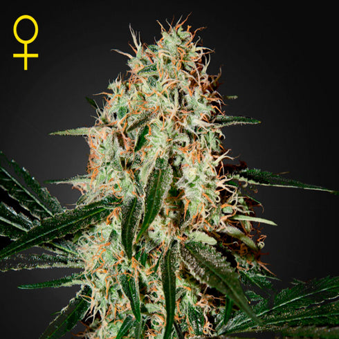 Greenhouse Seed Co. - Arjan's Haze #3