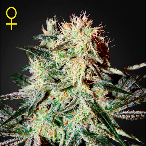 Greenhouse Seed Co. - Arjan's Strawberry Haze