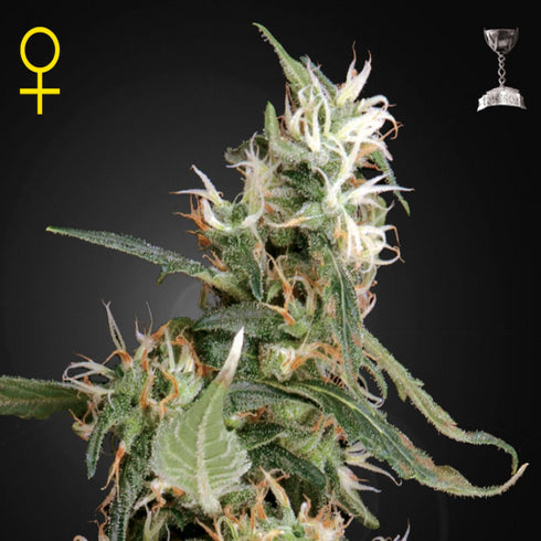 Greenhouse Seed Co. - Arjan's Ultra Haze #1