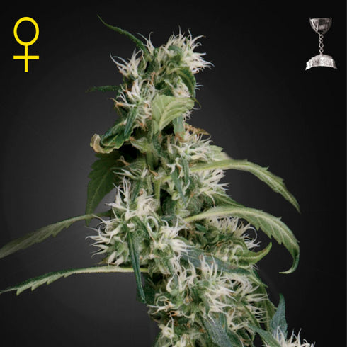 Greenhouse Seed Co. - Arjan's Ultra Haze #2