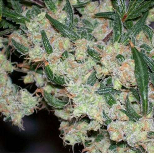 Mr Nice Seedbank - ASH