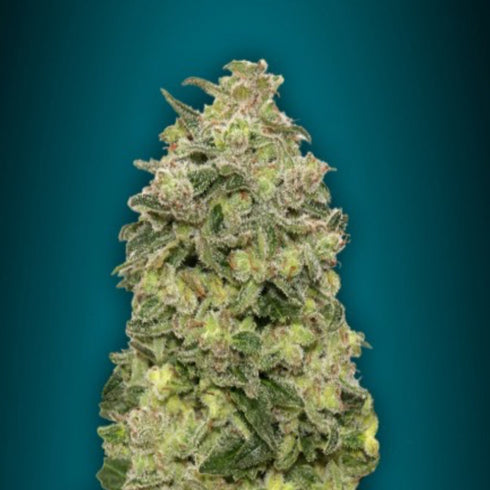 Advanced Seeds - Afghan Skunk Auto