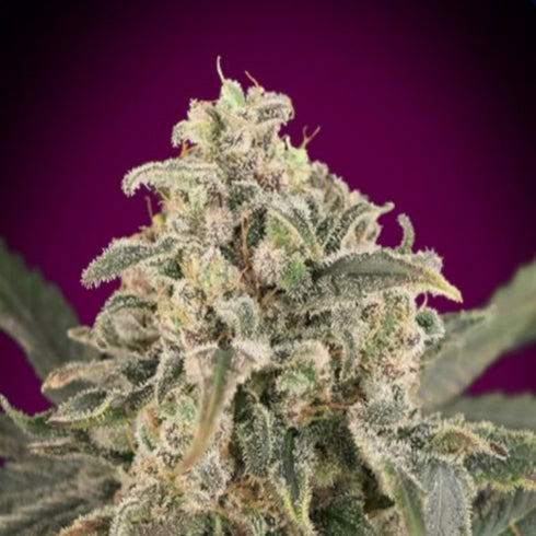 Advanced Seeds - Amnesia XXL Auto